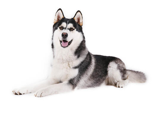 What is hot sale a malamute